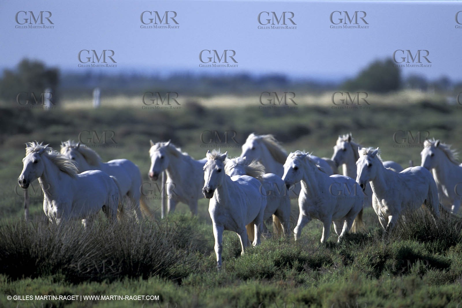 Camargue horses