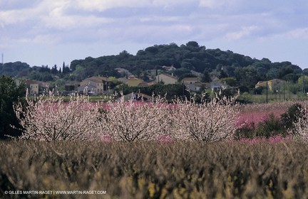 Paysages de Nîmes Métropole (FRA,30) - Les costières