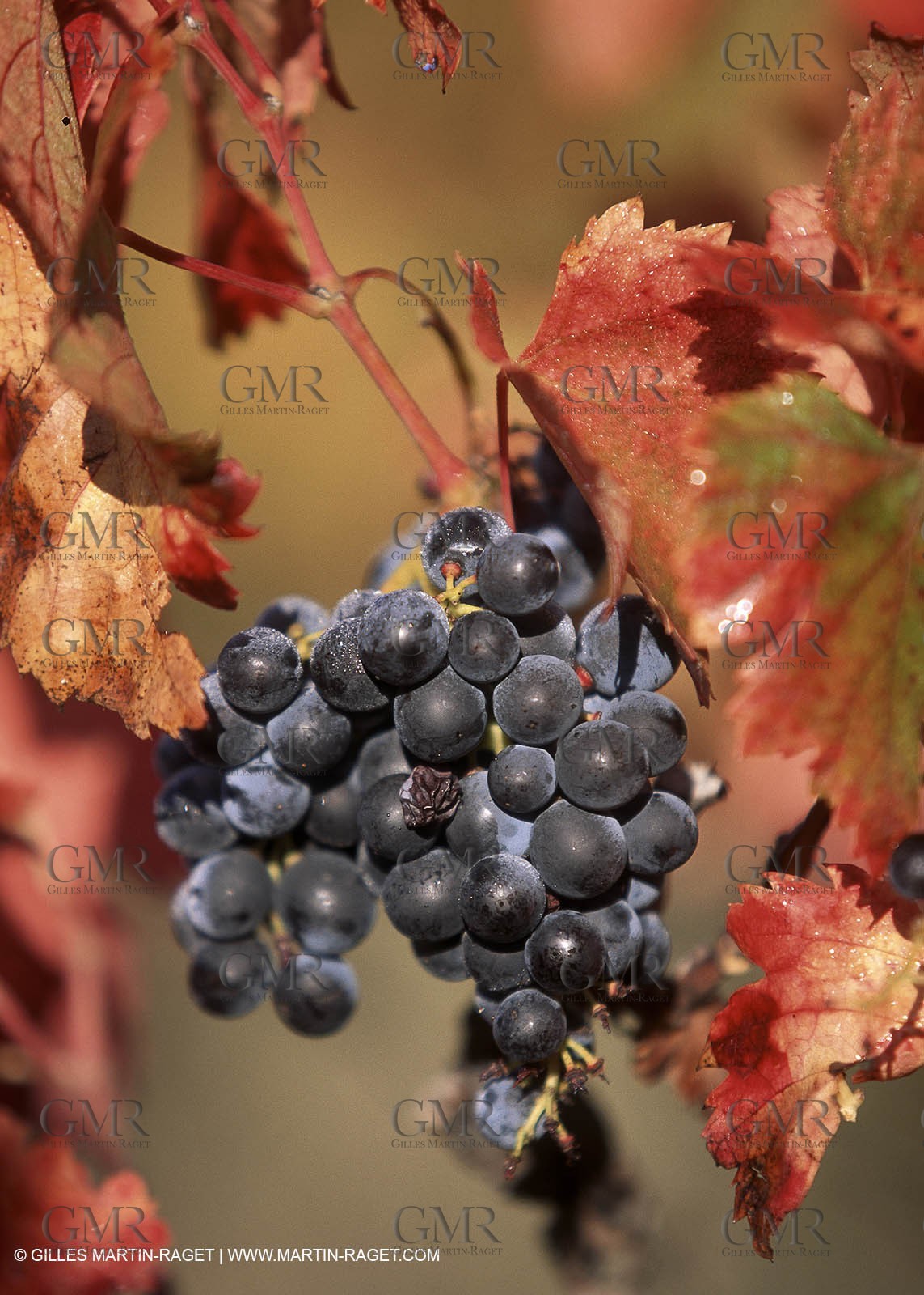 Wine - vineyards - Harvest