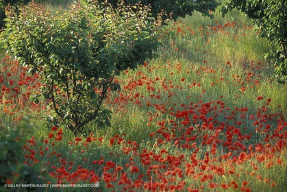 Coquelicots - Champs de Coquelicots