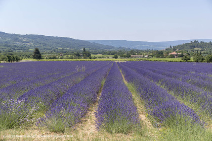 21 06 2018,Rustrel (FRA, 84), champs de lavande