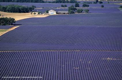 lavander fields , 2005  , Valensole plateau