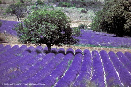 Lavenders