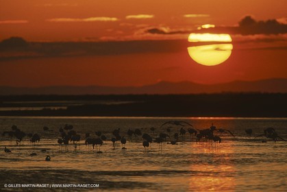 Camargue (FRA,13)