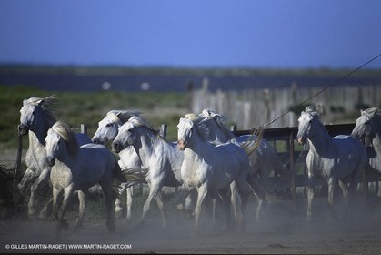 Chevaux de Camargue