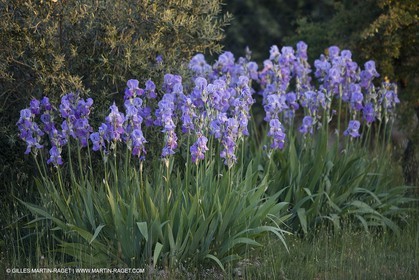 04 05 2008 - Saint Rémy de Provence (FRA, 13) - Paysages des Alpilles