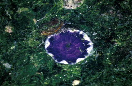 Bretagne
