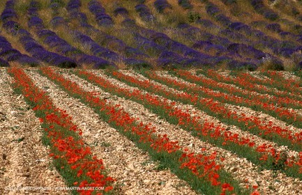 Poppies - Poppies and Lavenders field