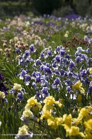 04 05 2008 - Saint Rémy de Provence (FRA, 13) - Paysages des Alpilles