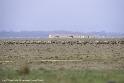 France, Provence, Plaine de la Crau