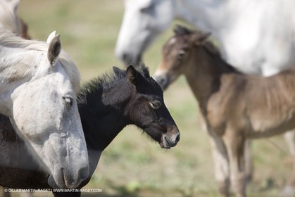 01 07 2008 - Saintes Maries de la Mer (FRA-13) - Camrgue horses