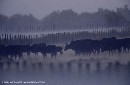 Bouches du Rhône, Camargue (FRA 13) - Taureaux de Camargue