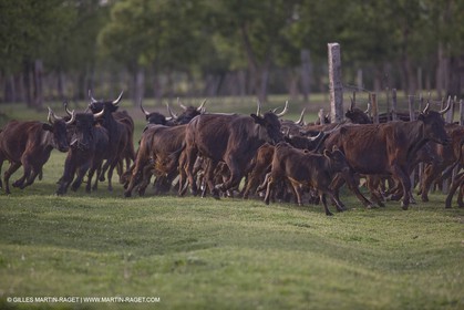 07 05 2008 - Le Cailar (FRA,30) - Tri à la manade du Mas du Pont de Laute