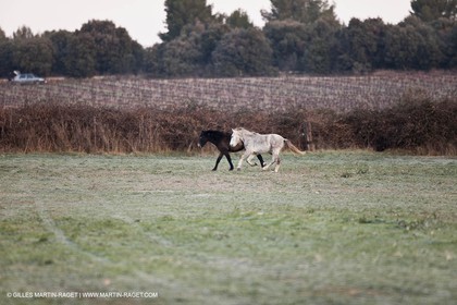 Saint Drézéry (FRA, 34), Domaine de Puech Haut