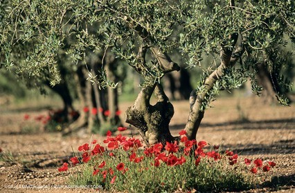 2000-2010- Les Alpilles (FRA,13) - Champs de coquelicots