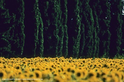 Luberon (FRA,84), Sunflower fields
