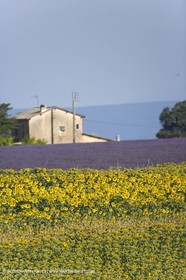 13 08 2007 - Valensole (04) - lavender fields on Valensole plateau