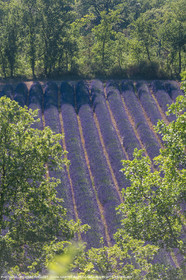 carmejuin3_6724.jpg