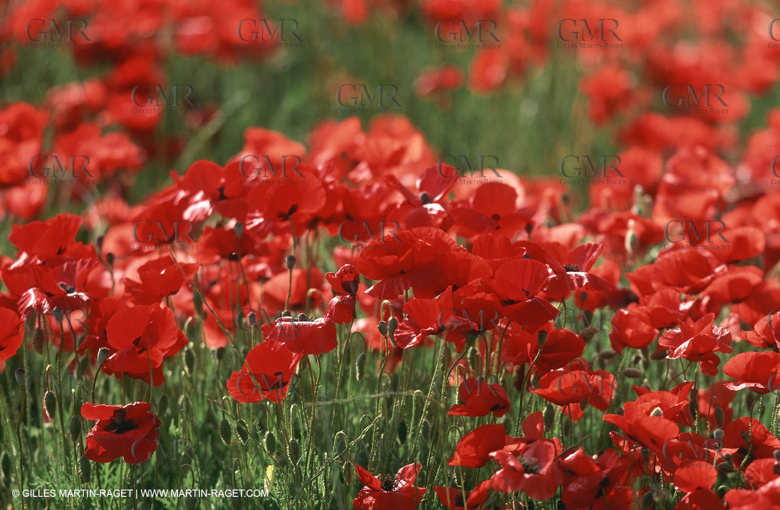 Paysages de Nîmes Métropole (FRA,30) -Costières