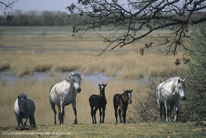 France, Provence, Camargue, White horses from Camargue