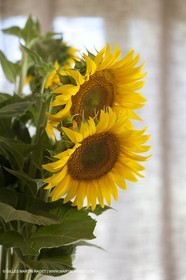 12 07 2010 - Saint Gilles Croix de Vie (FRA,85) - Chantier Benetreau - First 30