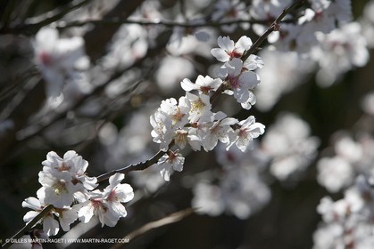 05 02 2008 - Arles (FRA, 13) - Paysages du Pays d'Arles