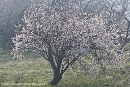 16 02 2008 - Les Baux de Provence (FRA, 13) - Paysages des Alpilles