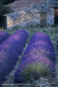 France, Provence, Lavender fields