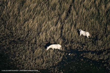 France, Provence, Camargue, Birds, Flamants, flamingos