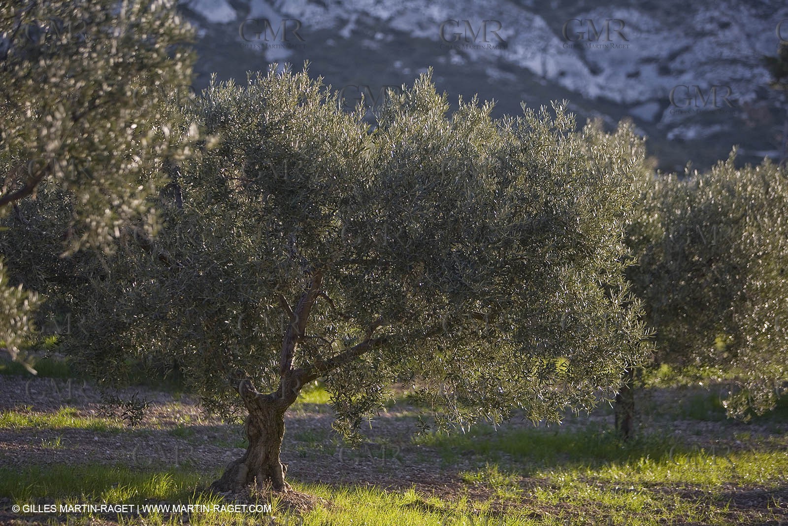 27 03 2008 - Les Baux de Provence (FRA,13) - Alpilles hills landscapes