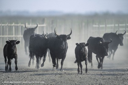 France, Provence, Camargue, Taureaux, Bulls