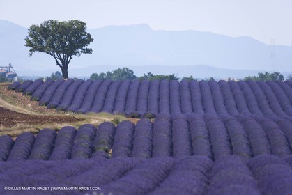 13 08 2007 - Valensole (04) - Lavandes en fleur sur le plateau de Valensole
