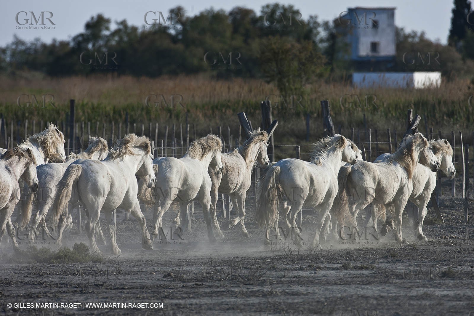 18 04 2011 - Les Saintes Maries de la Mer - Camargue white horses