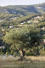 26 06 09 - Sanary sur mer (FRA,83)