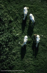 Chevauxde Camargue, Marais du Vigueyrat