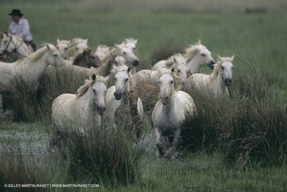 France, Provence, Camargue, Gardians de Camargue, métier, fêtes, élevage, tri