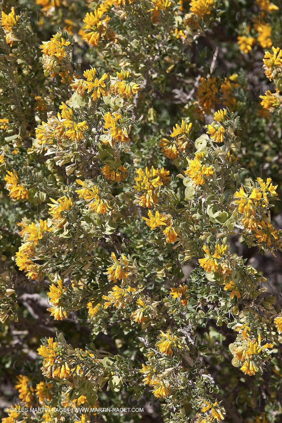 27 03 2009 - Marseille (FRA, 13) - Les Calanques - Morgiou