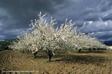 Luberon, Vaucluse (FRA,84) - Fruit trees blooming