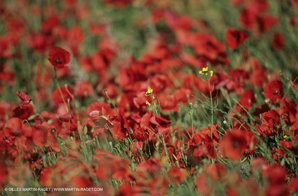 2000-2010- Les Alpilles (FRA,13) - Poppy fields