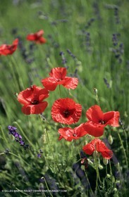 2000-2010- Les Alpilles (FRA,13) - Champs de coquelicots