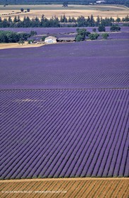lavander fields , 2005  , Valensole plateau