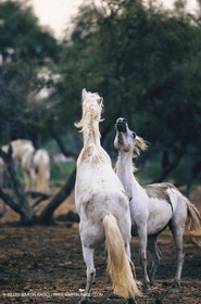 2000-2010- Arles - Les Saintes Maries de la mer (FRA,13) - Chevaux race Camargue