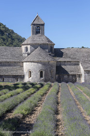 25 06 2018, Gordes (FRA,84), Abbaye de Sénanque