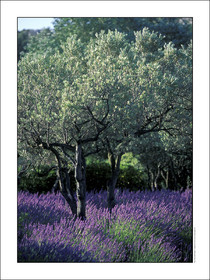 Produit : Tirage photo réalisé par nos soins sur imprimante jet d'encre professionnelle Epson à partir de 8 encres ultrachrome inaltérables (label Digigraphie).Formats au choix : . 30x40 cm. 50x70 cm. 80x120 cm.Choix des papiers :. Papier standard brillant 250 gr., filet noir, marge blanche, tirage non signé. Papier haut de gamme satiné 290 gr. filet noir, marge blanche, tirage vérifié et signé par l'auteur.. Autres supports (canvas, acrylique, dibond) sur demandeConditionnement : tube cylindrique renforcé.Options pour l'expédition : . colissimo + dépôt boîte aux lettres (France uniquement). Colissimo avec signature à réception. Transporteur express (2 jours ouvrés) avec signature à réceptionCliquez sur caddie pour sélectionner votre formule et démarrer la procédure de commande en ligne
