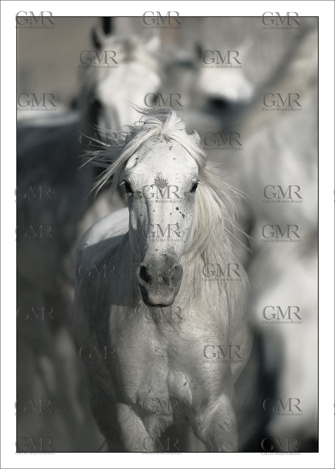 2000-2010- Arles - Les Saintes Maries de la mer (FRA,13) - Camargue horses