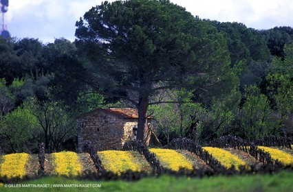 Caissargues