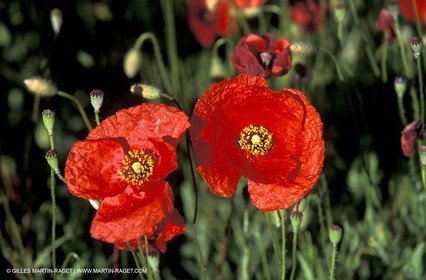 Coquelicots - Champs de Coquelicots