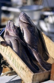 Marseille (FRA,13), La pêche