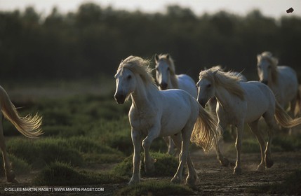 Camargue horses