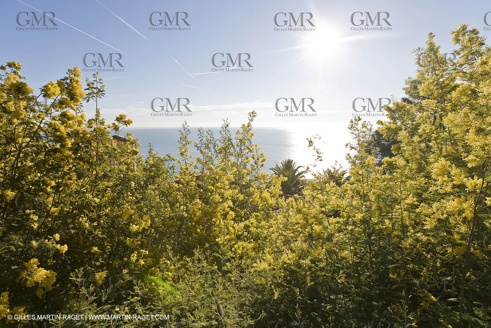 06 02 2008 - Théoule sur mer (FRA, 06) - Mimoses in full flower